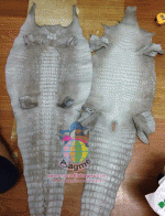 �������  ��˹ѧ�� �͡��