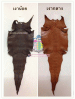 �������  ��˹ѧ�� �͡��