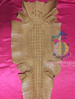 �������  ��˹ѧ�� �͡��