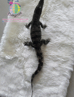 ������� �����ʵҿ