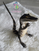 ������� �����ʵҿ ���ʴ�