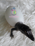 ������� �����ʵҿ �͡��