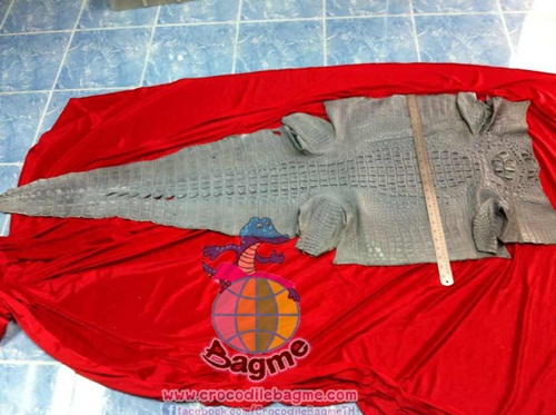 �ٻ�Ҿ���2 �ͧ�Թ��� : �������  ��˹ѧ�� �͡��