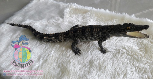 รูปภาพที่#2 ของสินค้า : พร้อมส่ง จระเข้สตาฟ รูปภาพที่2 ของสินค้า : พร้อมส่ง จระเข้สตาฟ