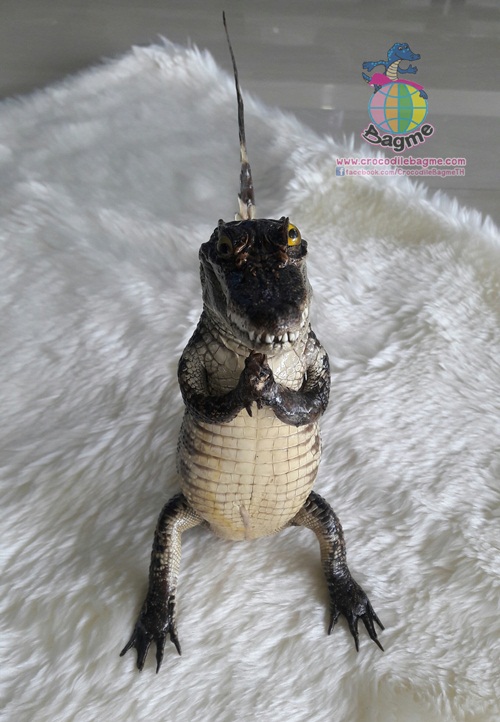 �ٻ�Ҿ���2 �ͧ�Թ��� : ������� �����ʵҿ ���ʴ�