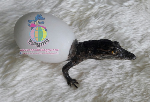 รูปภาพที่#2 ของสินค้า : พร้อมส่ง จระเข้สตาฟ ออกไข่ รูปภาพที่2 ของสินค้า : พร้อมส่ง จระเข้สตาฟ ออกไข่