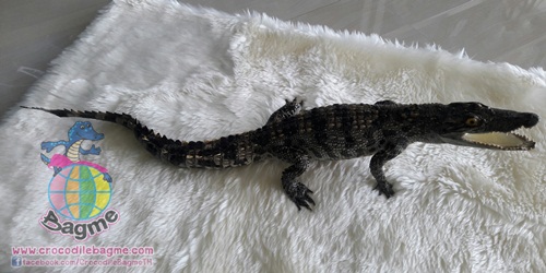 รูปภาพที่#3 ของสินค้า : พร้อมส่ง จระเข้สตาฟ รูปภาพที่3 ของสินค้า : พร้อมส่ง จระเข้สตาฟ