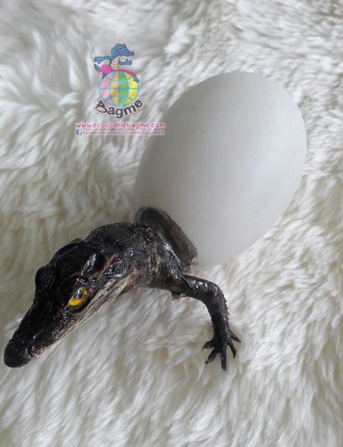 รูปภาพที่#3 ของสินค้า : พร้อมส่ง จระเข้สตาฟ ออกไข่ รูปภาพที่3 ของสินค้า : พร้อมส่ง จระเข้สตาฟ ออกไข่